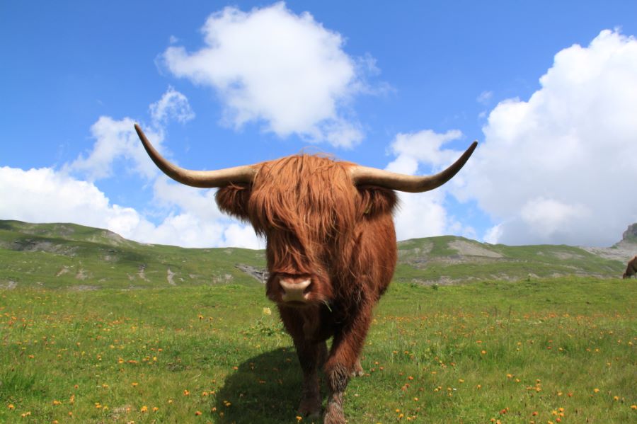 Highland Cattle Schwyz